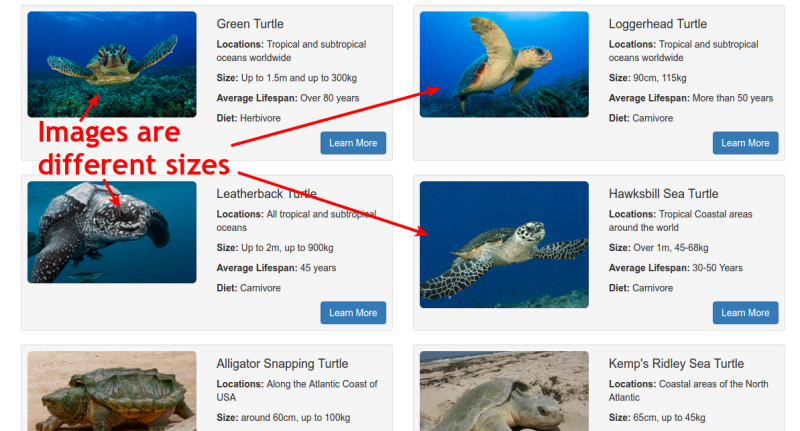 fixing image sizing